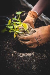 Planting a seedling in a garden,